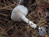 Hygrophorus flavodiscus image