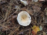Hygrophorus flavodiscus image