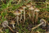 Psilocybe cyanofibrillosa image