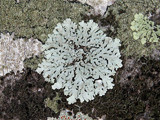 Pyxine sorediata image