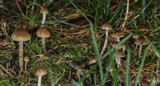 Psilocybe cyanofibrillosa image