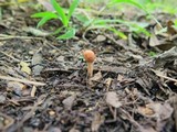 Ophiocordyceps gracilioides image
