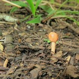 Ophiocordyceps gracilioides image