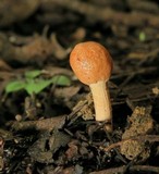 Ophiocordyceps gracilioides image