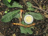 Ophiocordyceps gracilioides image