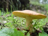 Tricholomopsis rutilans image