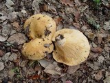 Lactarius zonarius image