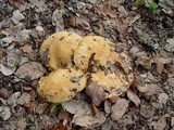 Lactarius zonarius image
