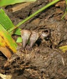 Cyathus stercoreus image