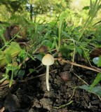 Panaeolus cyanescens image