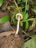 Panaeolus cyanescens image