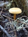 Hygrophoropsis aurantiaca image
