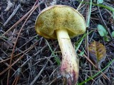 Boletus chrysenteron image