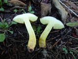 Boletus chrysenteron image