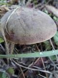 Boletus chrysenteron image