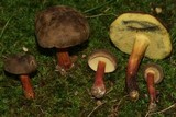 Boletus roseipes image