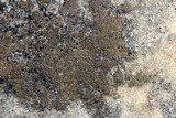 Endocarpon petrolepideum image