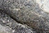 Endocarpon petrolepideum image