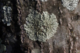 Pyxine sorediata image