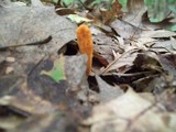 Cordyceps militaris image
