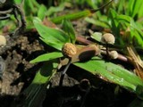 Poronia pileiformis image