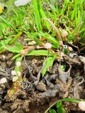 Poronia pileiformis image