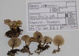 Gymnopus subpruinosus image