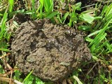 Cyathus stercoreus image