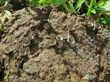 Cyathus stercoreus image