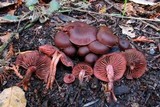 Tubaria punicea image