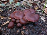 Tubaria punicea image