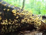 Calocera cornea image