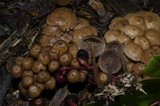Gymnopus villosipes image