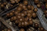 Gymnopus villosipes image