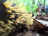 Calocera cornea image