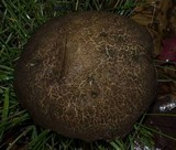 Boletus chrysenteron image