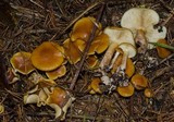 Gymnopilus humicola image