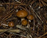 Gymnopilus humicola image