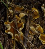 Gymnopilus humicola image