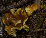 Gymnopilus humicola image