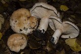 Lactarius pubescens var. betulae image