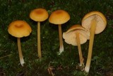 Entoloma unicolor image