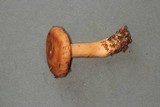 Lactarius hysginus image