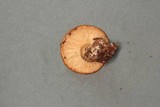 Lactarius hysginus image