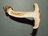 Lactarius hysginus image