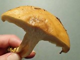 Lactarius hysginus image