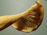 Lactarius hysginus image