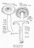 Lactarius hysginus image