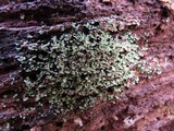 Cladonia ochrochlora image