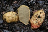 Rhizopogon occidentalis image
